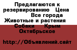 Предлагаются к резервированию › Цена ­ 16 000 - Все города Животные и растения » Собаки   . Крым,Октябрьское